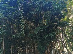 -西双版纳原始森林公园