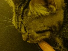 -猫色咖啡·猫咖