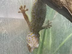 -上海大自然野生昆虫馆(东方明珠·爬宠昆虫探索中心)