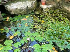 -济南植物园