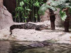 -上海海洋水族馆