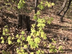 -九鼎铁刹山风景区