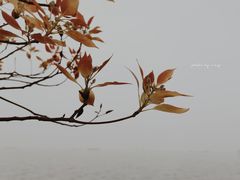 -上海滨江森林公园
