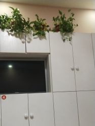 -香薇妮丝·定制减肥·身材管理