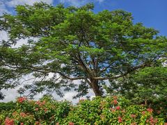 -中国科学院西双版纳热带植物园