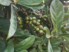 -侯臣咖啡文化村