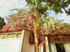 -深圳国际园林花卉博览园