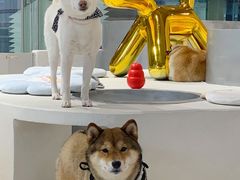 -柴务处·柴犬主题狗咖