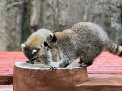 -杭州野生动物世界