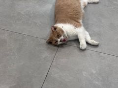 -伟伟宠物医院·CT影像中心·瑞派犬猫综合性门诊(汉口总院)