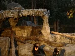 -清迈夜间动物园