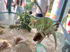 -广州长隆飞鸟乐园