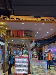 -卡通尼·Safari非洲探索乐园·生日会(金桥国际商业广场店)