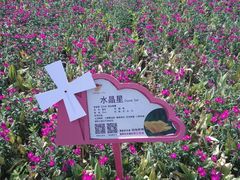 -荷兰花海