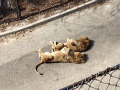 -大连森林动物园