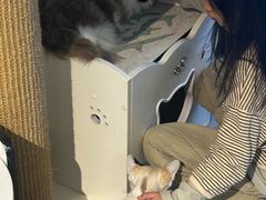 -琪喵猫屋·撸猫猫咖·猫舍