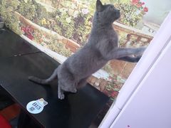 -猫小院猫主题咖啡厅(北锣店)