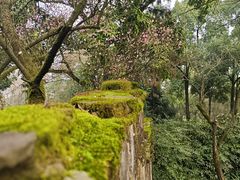 -南山植物园