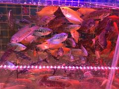 -桂林市花鸟市场