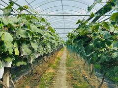 -马陆小张葡萄园农家乐