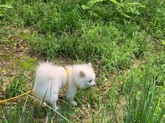 -宠福鑫康馨动物医院·骨科·眼科