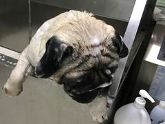 -北京观赏动物医院·24小时大型综合·猫专科·异宠专科