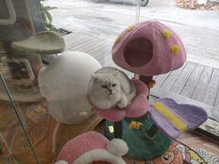 -糯米喵星人总部直营旗舰店·猫舍·幼猫出售