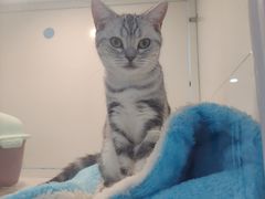 -1013 PET SHOP 宠物商店(近铁城市广场店)