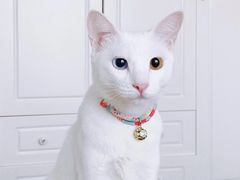 -创凡宠物医院·骨专科  猫科中心(西乡分院)
