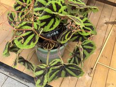 -云溪植物园