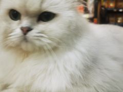 -糯米喵星人总部直营旗舰店·猫舍·幼猫出售