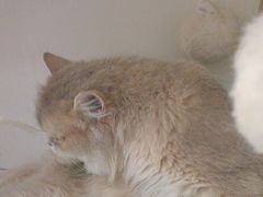-琪喵猫屋·撸猫猫咖·猫舍