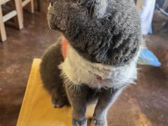 -猫猫幼稚园·撸猫·桌游·电玩