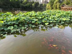 -龙头寺公园