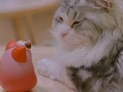 -猫腻·猫咖·撸猫馆(星光大道店)