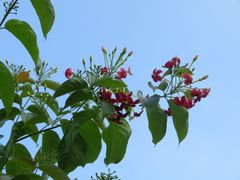 -火炉山森林公园