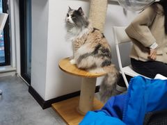 -团子家猫咪猫咖馆·柯基·柯尔鸭