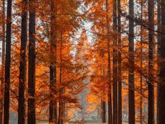 -黄海国家森林公园