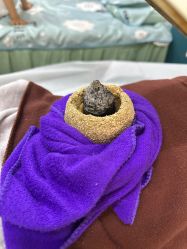 -小美医生小儿推拿(金地艺境店)