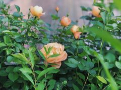 -艾溪湖湿地公园