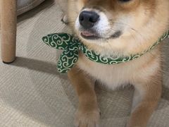 -逗柴咖啡屋·狗咖猫咖宠物桌游
