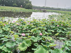 -荷塘月色湿地公园·向阳花洲