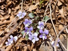 -王顺山国家森林公园