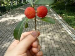 -金鸡湖桃花岛