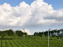 -雪绿茶博物馆