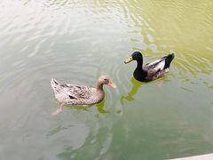 -河南省黄河迎宾馆