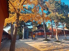 -洛阳白马寺