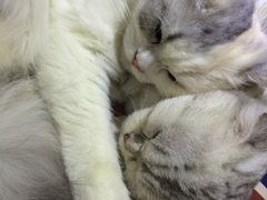-喵的天空名猫咖啡馆·撸猫·猫舍·用品