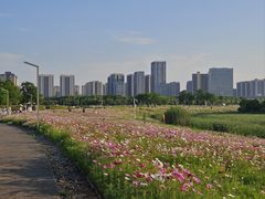 -洋湖国家湿地公园