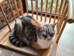 -豆逗聊愈猫阁Easy Life